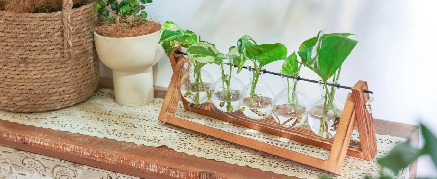 Propagation Station – Single, Double, or Triple Bulb