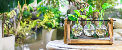 Propagation Station – Single, Double, or Triple Bulb