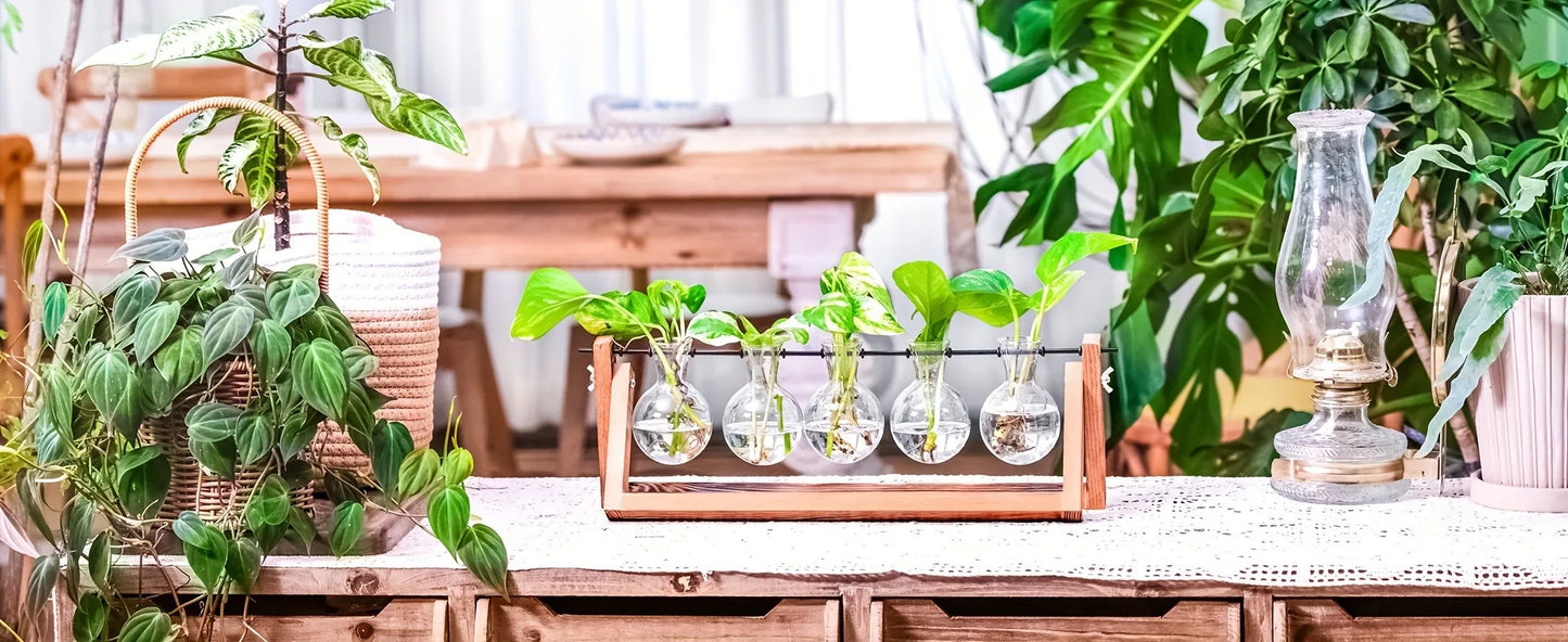 Propagation Station – Single, Double, or Triple Bulb