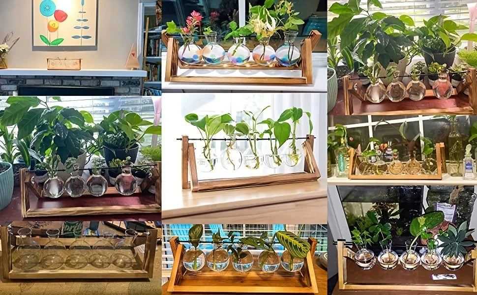Propagation Station – Single, Double, or Triple Bulb